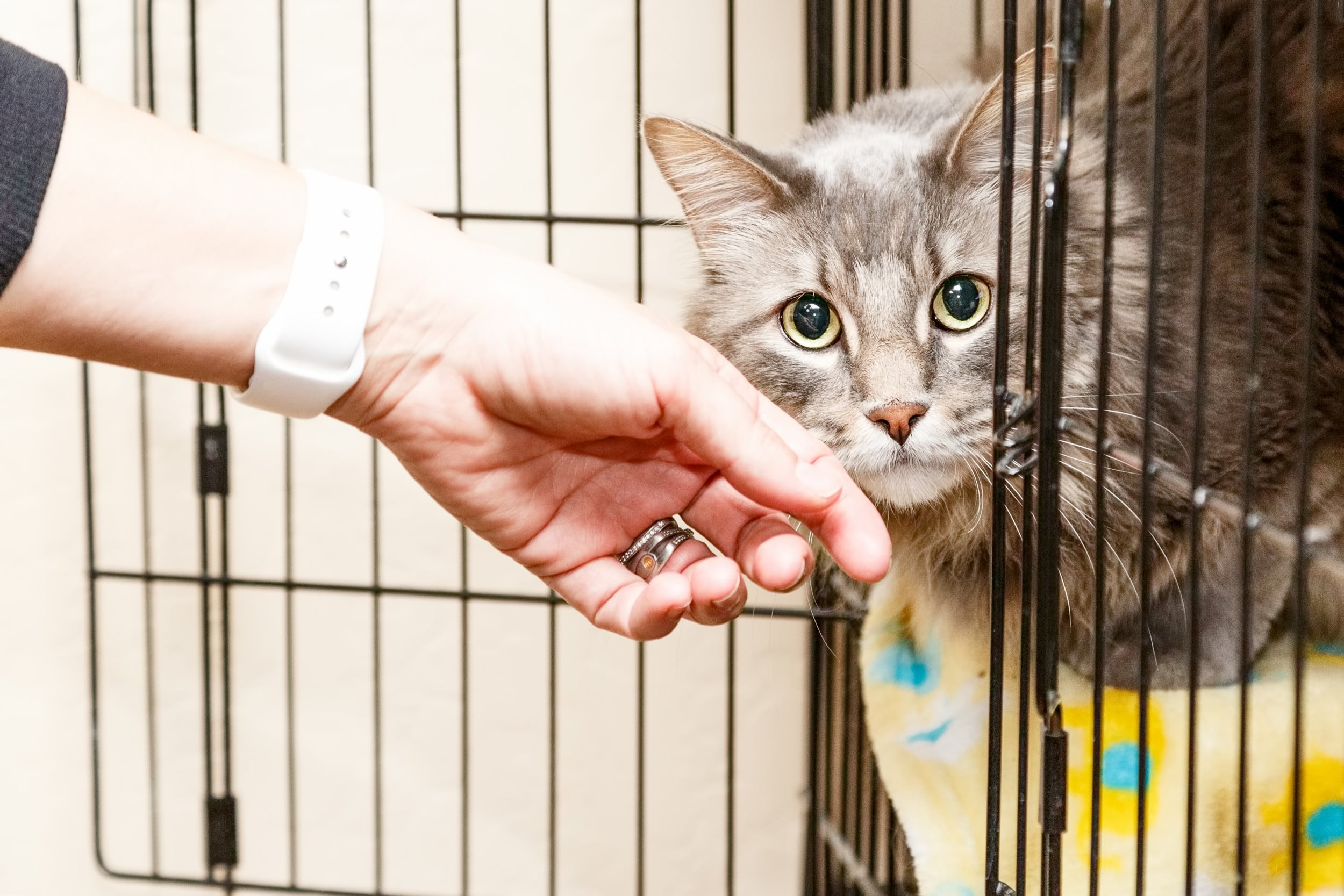 Observation avant d’adopter un animal de compagnie