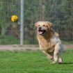 Comment se déroule un élevage de chien