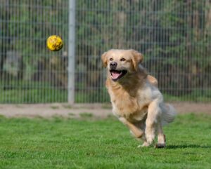 Comment se déroule un élevage de chien