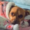 Que faire pour stopper la diarrhée de son chien ?