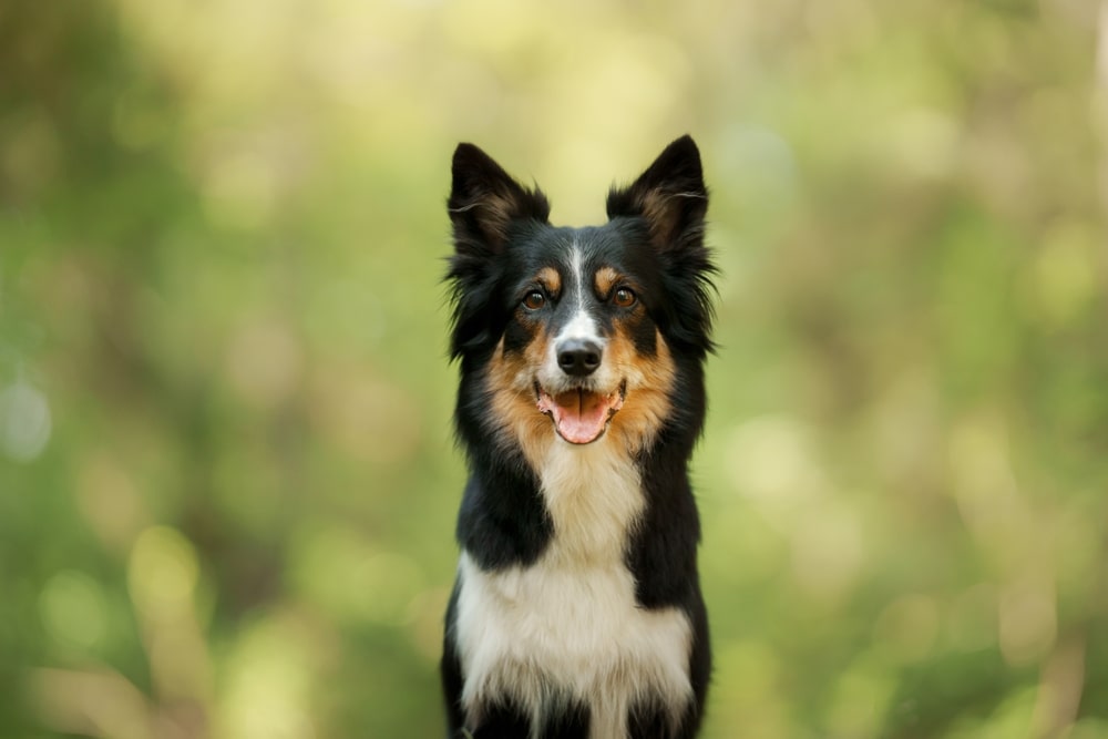 L’élevage canin : la génétique au service des races de chiens