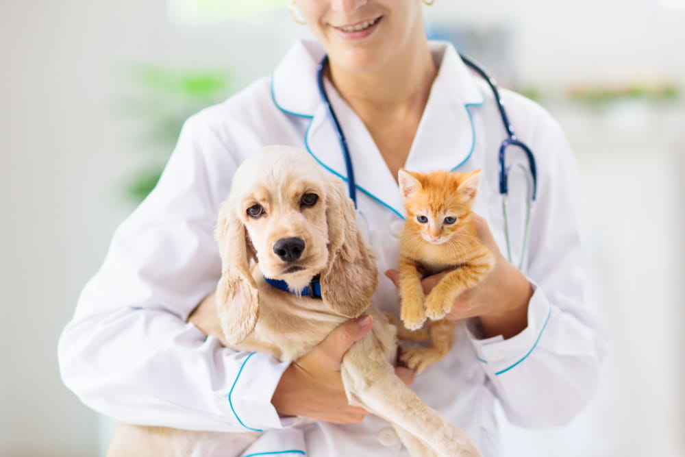 Bilan de santé vétérinaire : quels contrôles prévoir selon l’âge de son animal